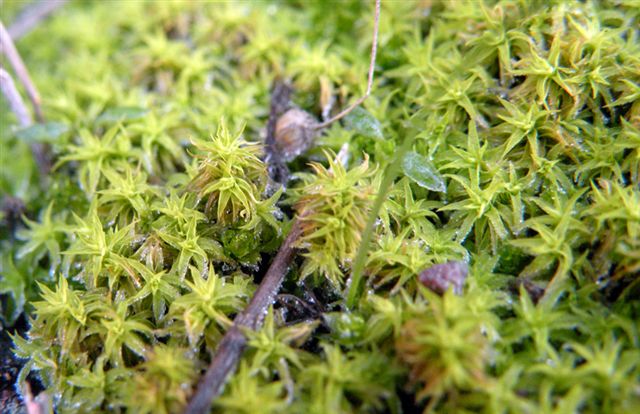 Bryophyta: dubbi sulla sospetta Pleurochaete squarrosa